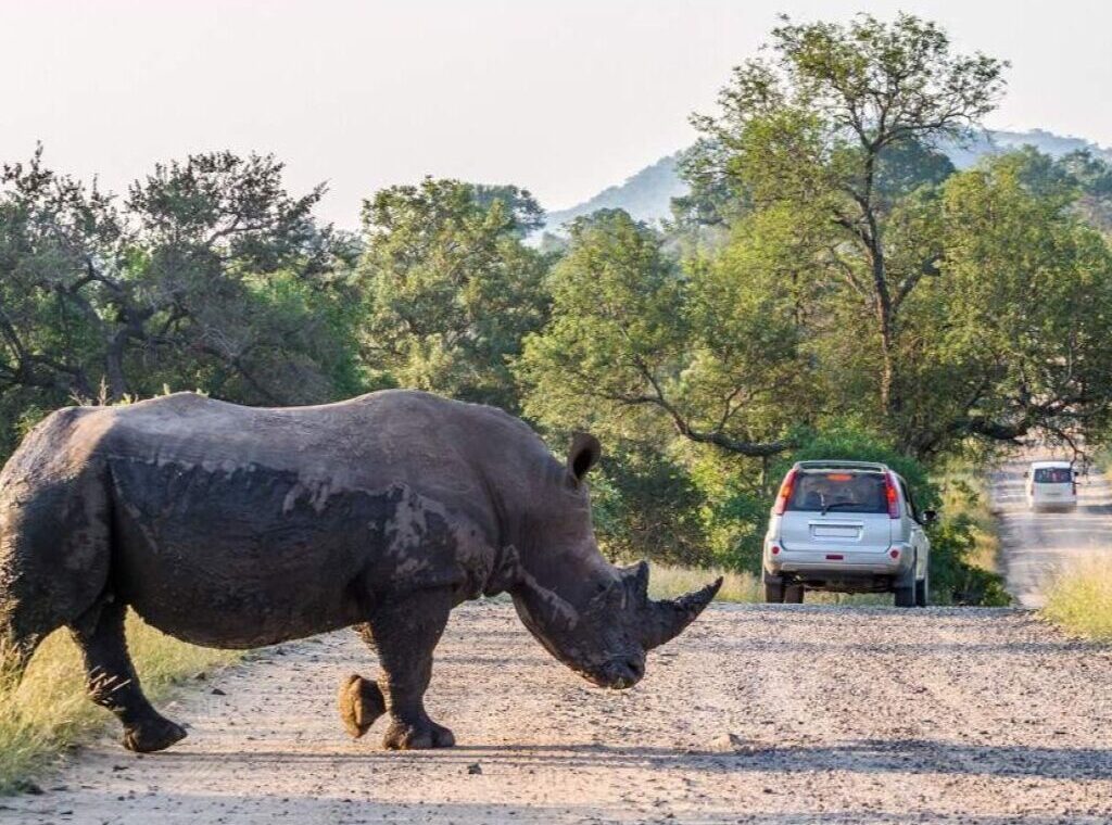 Pilanesberg Safari