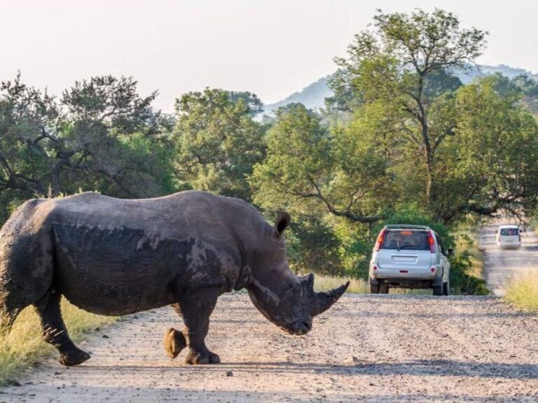 3-Day Pilanesberg Camping & Big Five Adventure