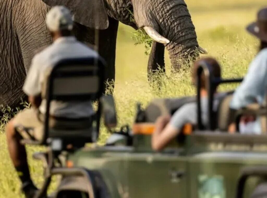 Sabi Sands Safari