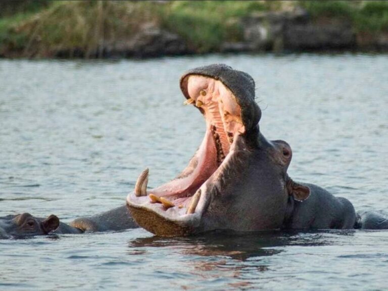 4-Day Botswana Safari – Chobe & Okavango