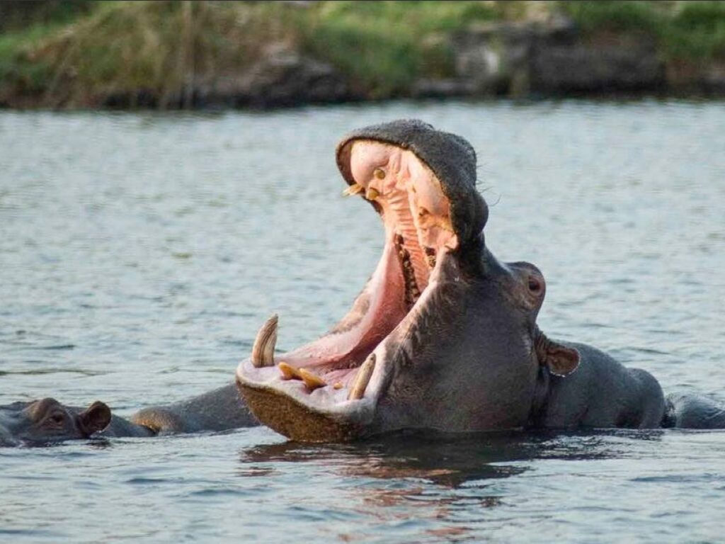 How to get to Kruger