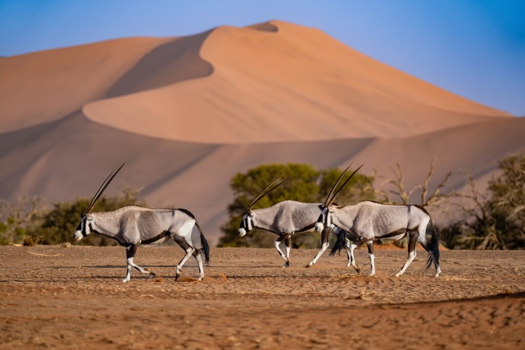 22-Day Authentic Namibia Safari & Cultural Explorer
