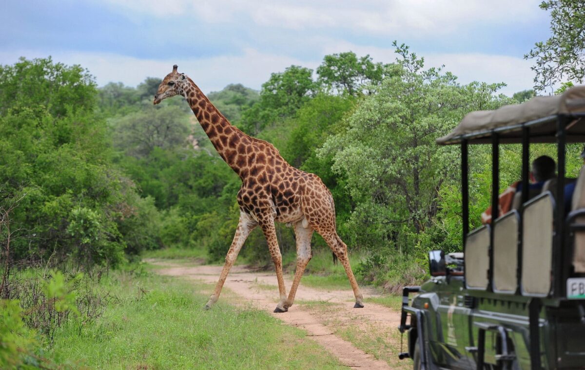 Southern Africa Safari Kruger Victoria Falls and Cape Town