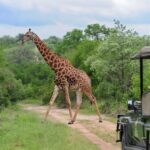 Giraffe spotted crossing the road during a safari