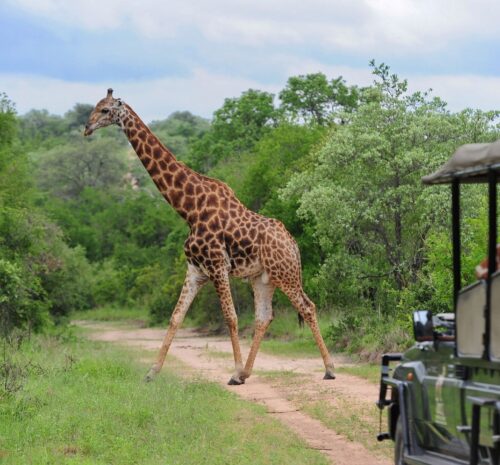 Giraffe spotted crossing the road during a safari