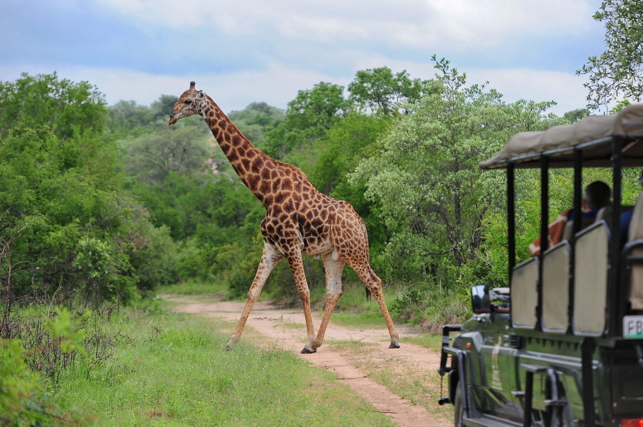 Giraffe spotted crossing the road during a safari