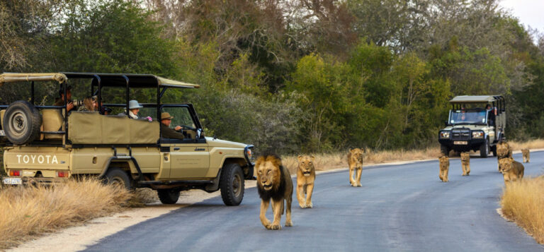 6-Day Ultimate Cape Town Safari & Scenic Journey