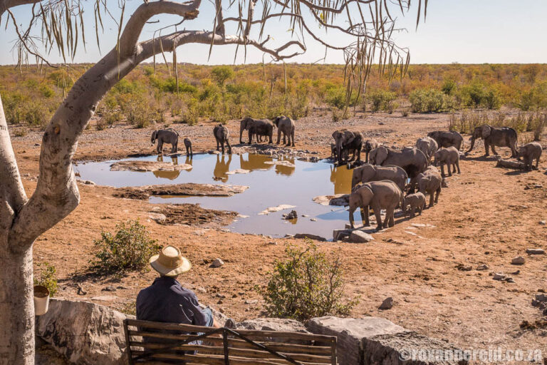 3-Day Etosha Wildlife Encounters