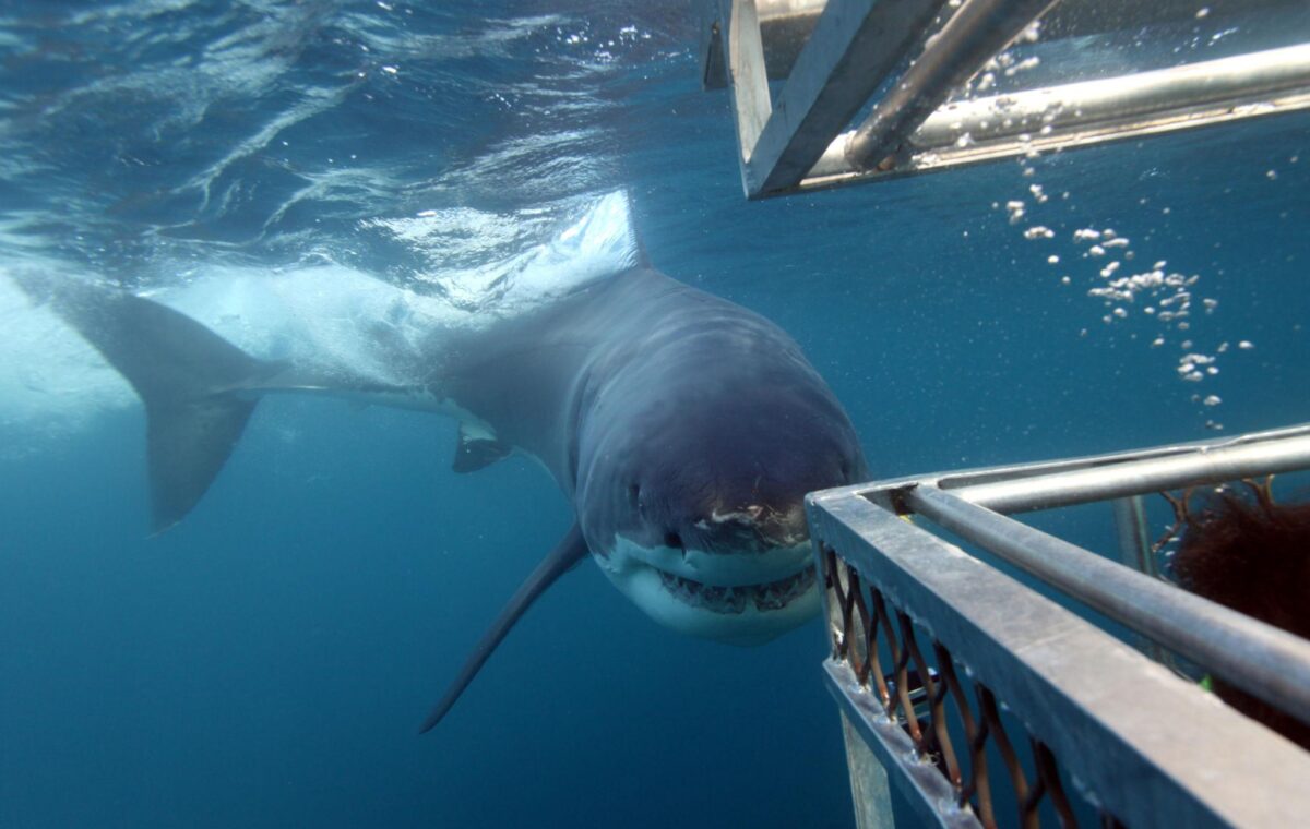 Shark cage diving