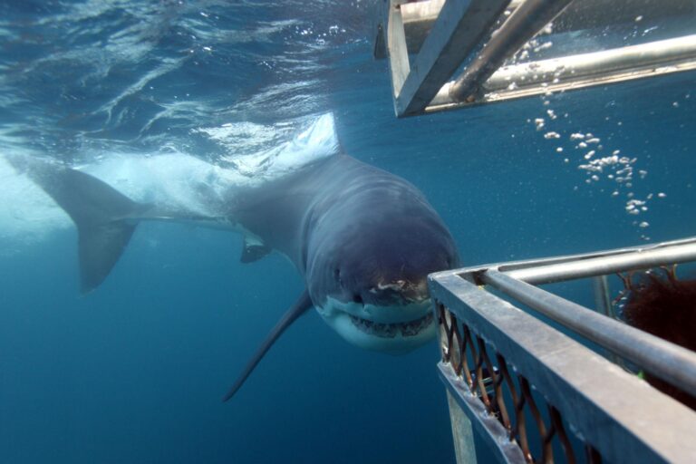 1/2-Day Ultimate Shark Cage Diving Experience