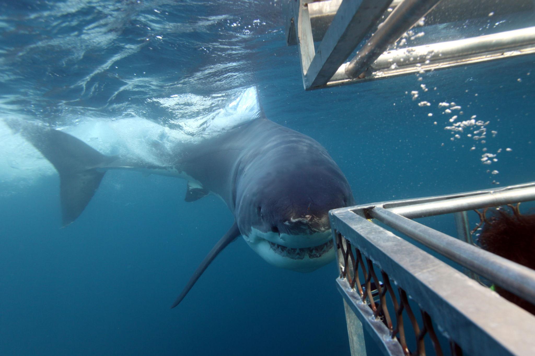 Shark Diving in Simon’s Town