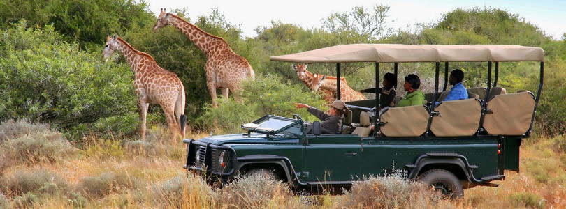 10-Day South Africa Safari, City & Cultural Adventure