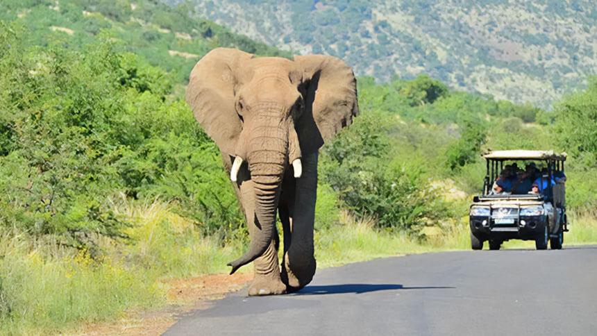 3-Day Pilanesberg Big Five Bush Adventure from Johannesburg
