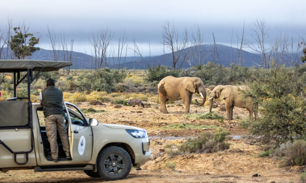 2-Day Luxury Big Five Safari at Inverdoorn – Cape Town
