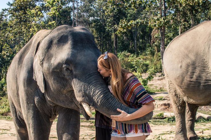 1-Day Elephant Encounter & Sanctuary Experience