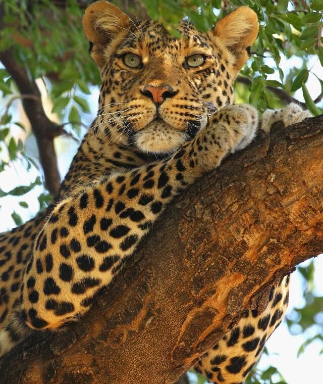 Big Five Sabi Sands Safari