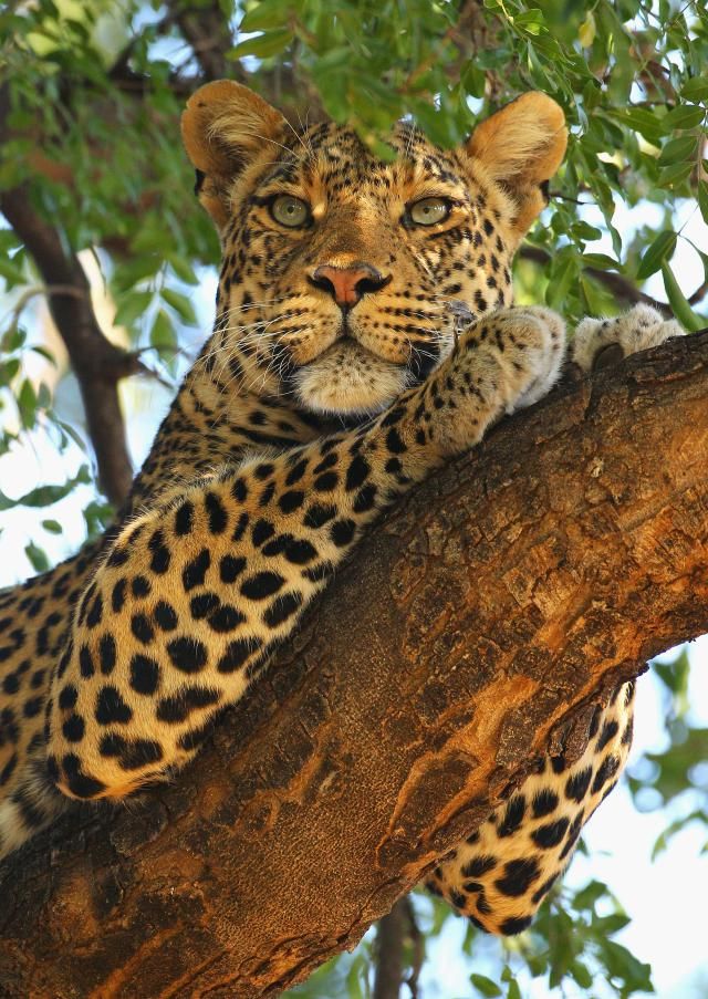 3-Day Big Five Sabi Sands Safari at Umkumbe Safari Lodge