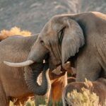 Elephants spotted during safari