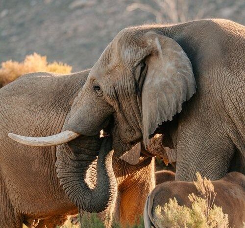 Elephants spotted during safari