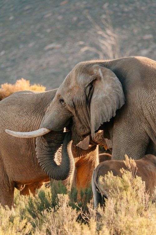 3-Day Madikwe Big Five Safari –African Adventure