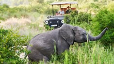 Greater Kruger Sunrise Safari
