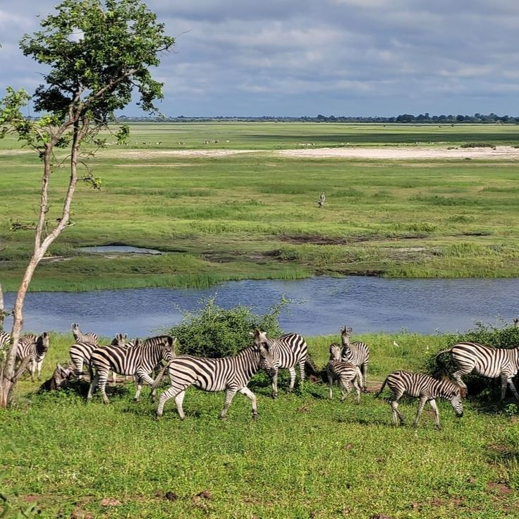 ½ day Chobe National Park Safari