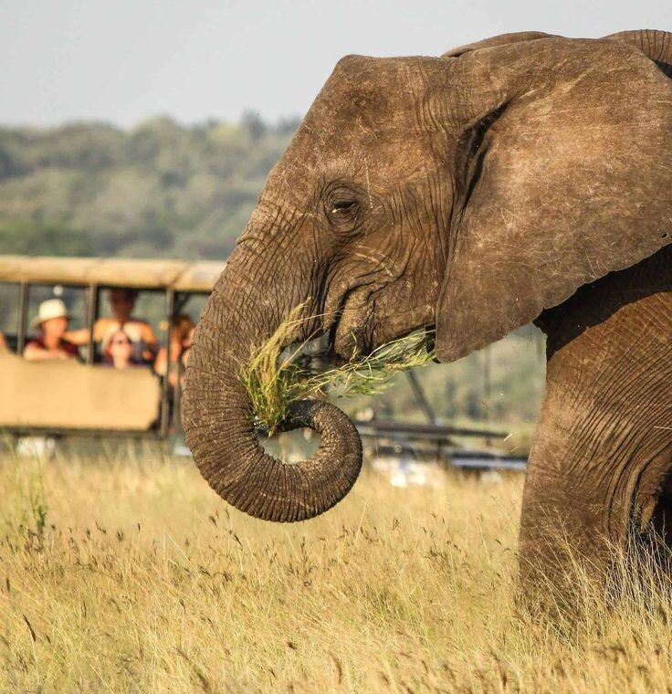 4 day luxury safari at Ivory tree game lodge