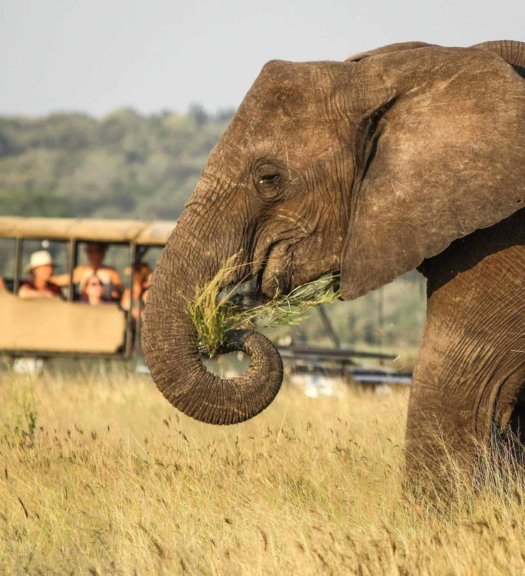 4 day luxury safari at Ivory tree game lodge