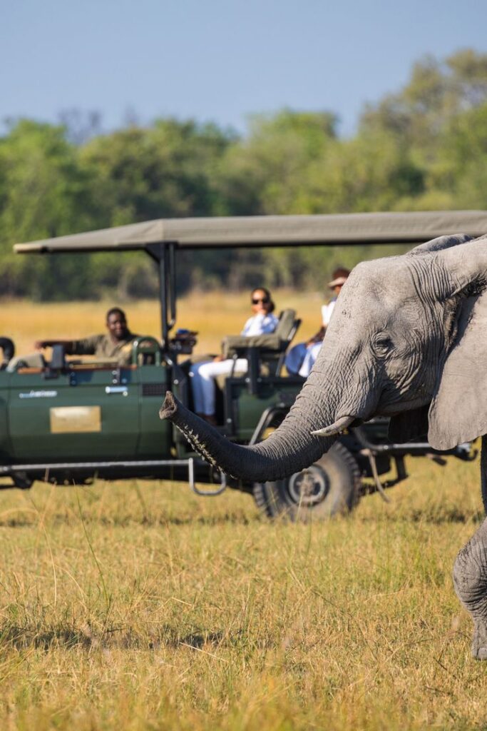 1-Day Full Game Drive Safari at Dinokeng Game Reserve