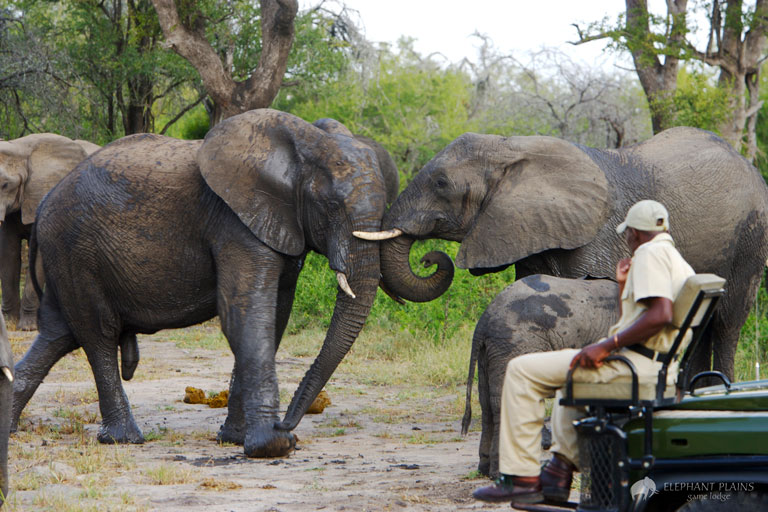 4-Day Luxury Safari at Elephant Plains Lodge in Sabi Sands