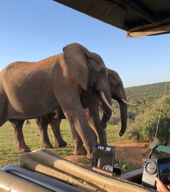 Cape Town Aquila Safari & Sossuvlei Tour Highlights