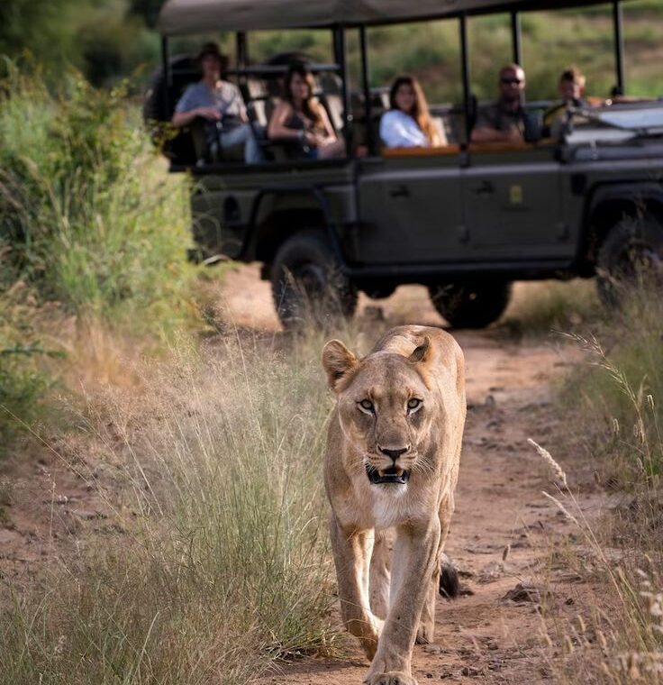 Sabi Sands Safari