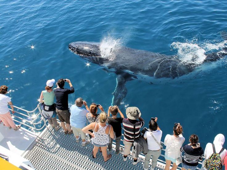 1 day whale route tour – Hermanus whale experience