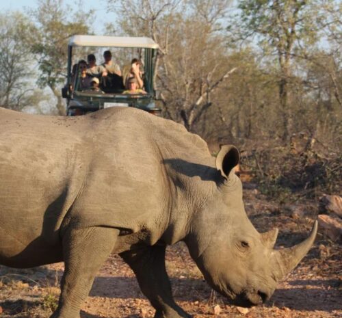 3-Day Madikwe Big Five Safari –African Adventure