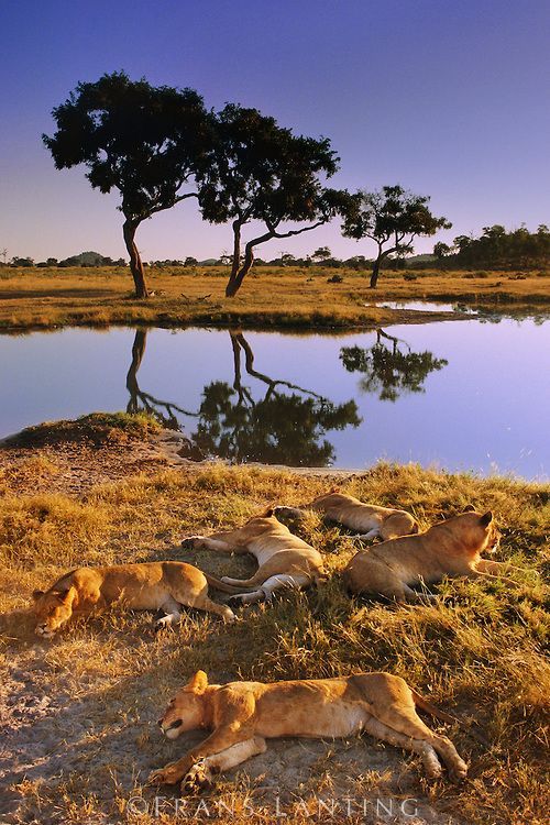 3-Day Authentic Chobe Safari