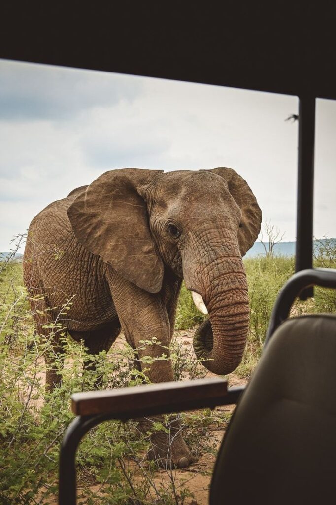 2 day luxury safari at Ivory tree game lodge