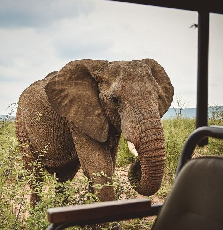 luxury safari at Ivory tree game lodge