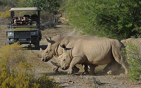 ½ day Windhoek wildlife and city adventure with lunch