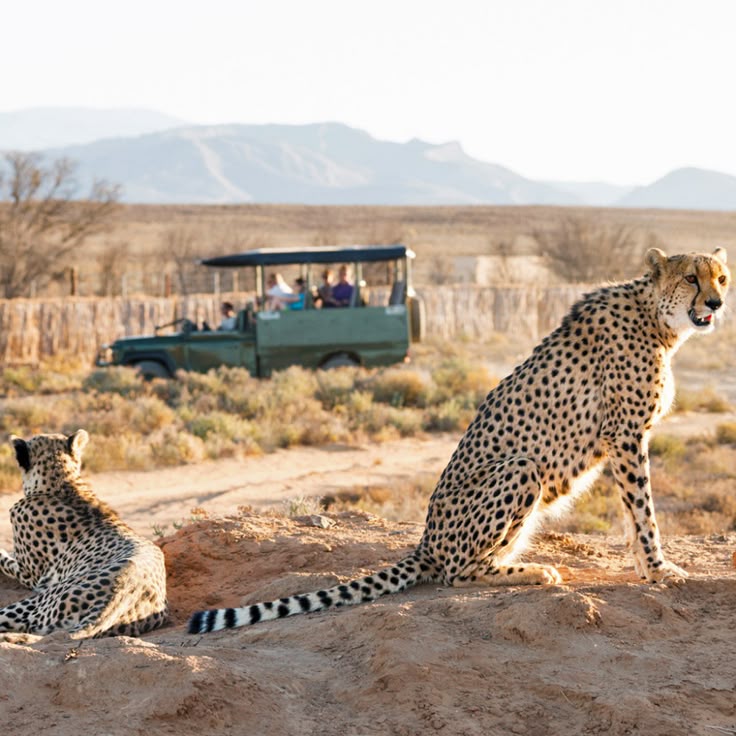 10-Day Southern Africa Safari