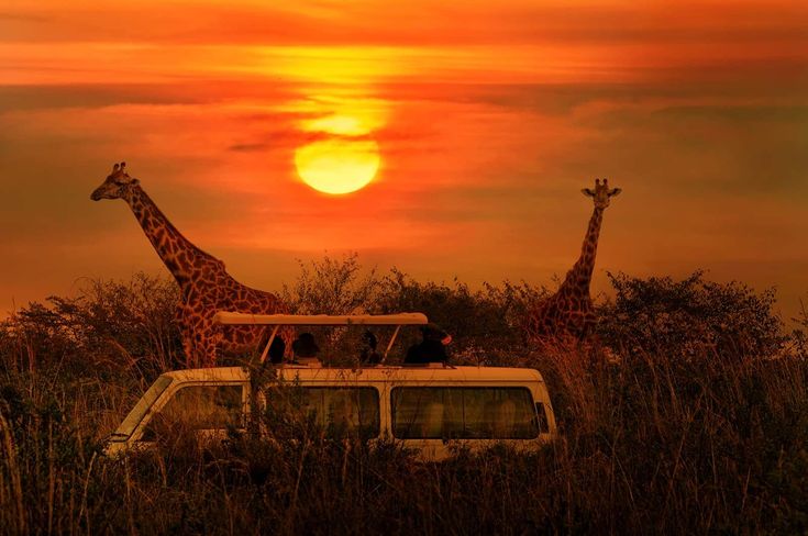 1 day Kruger Park sunrise wildlife safari adventure