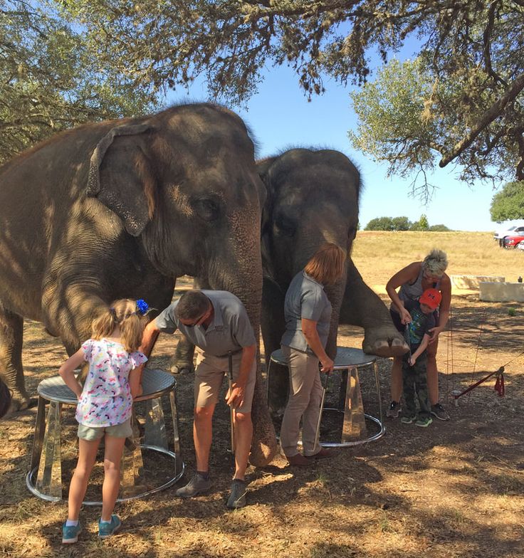 ½ day Elephants up close – Sanctuary Visit