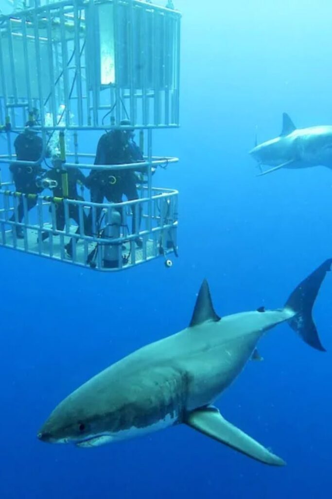 1/2 day Simon’s town Shark cage diving