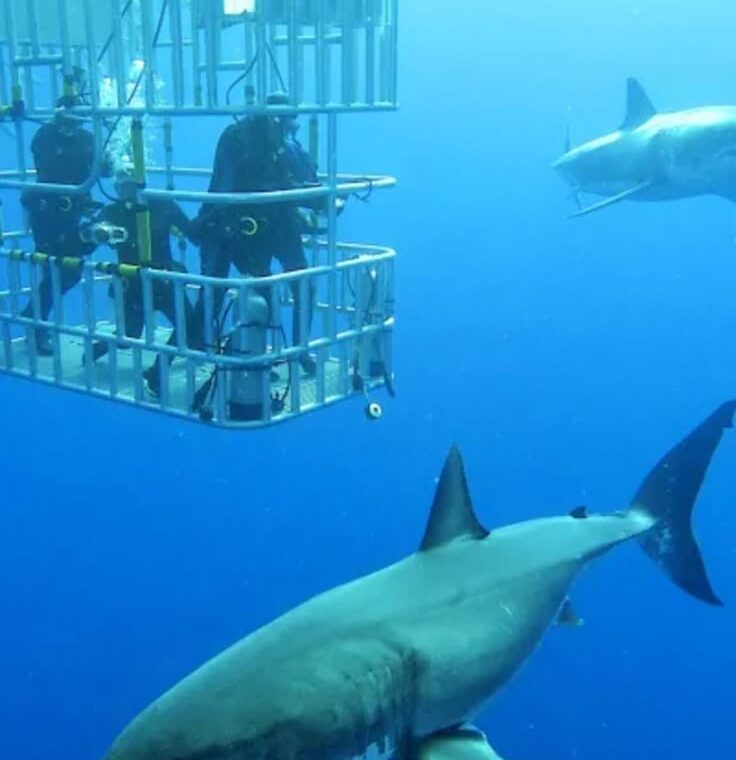 ½ day Simon’s town Shark cage diving