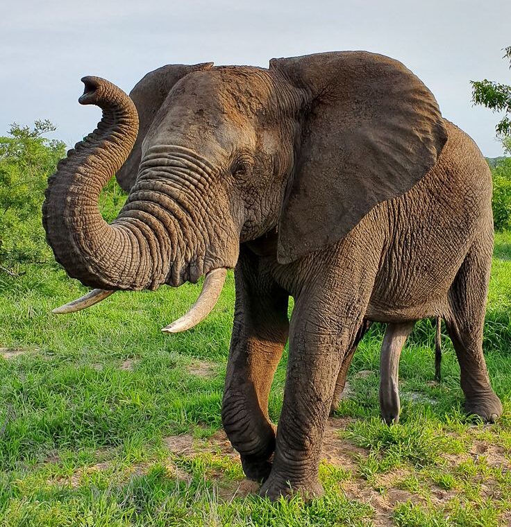 Big Five Safari