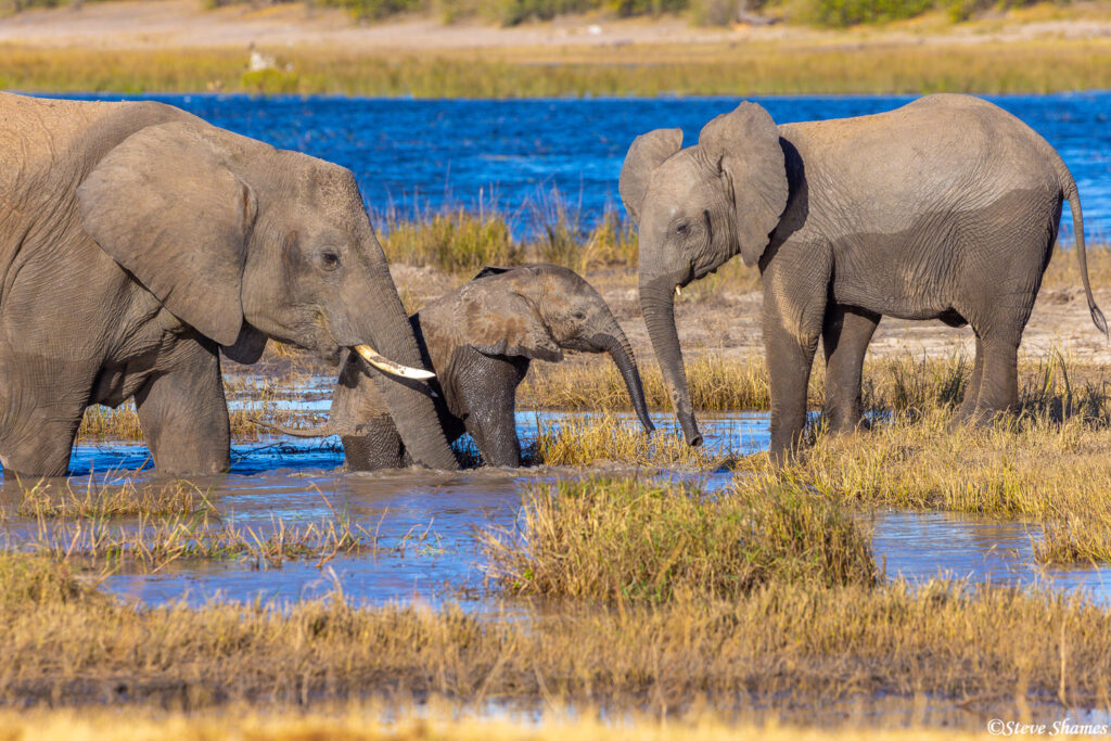 Elephants spotted in the river during a river cruise in Botswana