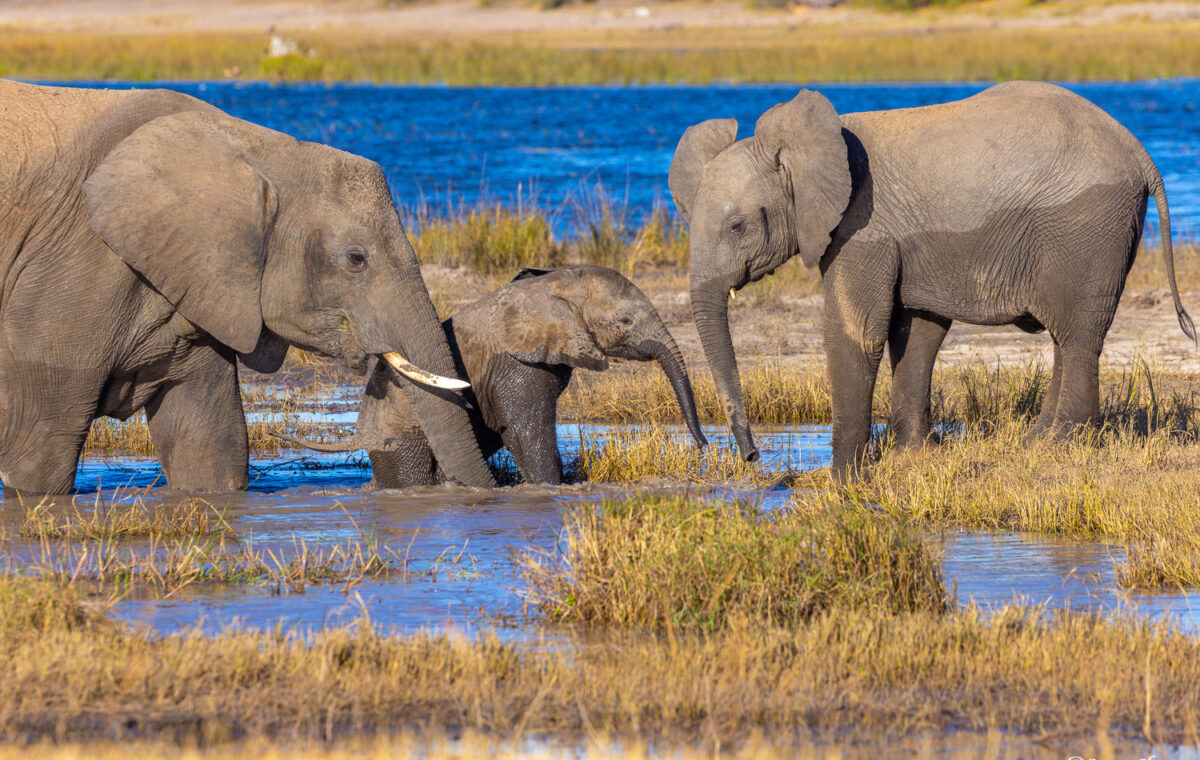 Elephants spotted in the river during a river cruise in Botswana
