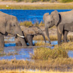 Elephants spotted in the river during a river cruise in Botswana