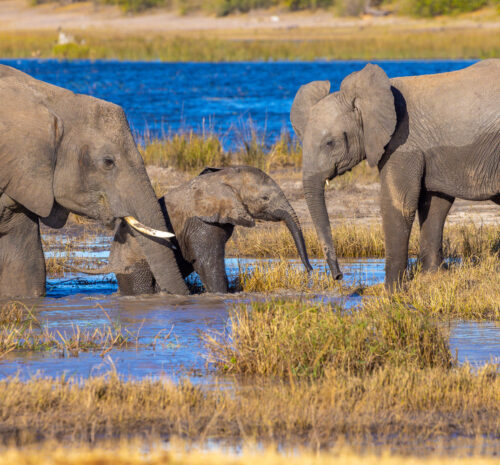 Elephants spotted in the river during a river cruise in Botswana