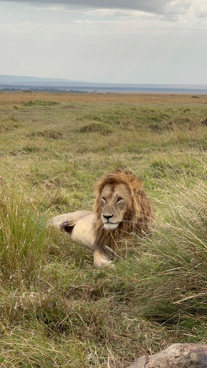 1 day Soweto heritage & lion park adventure