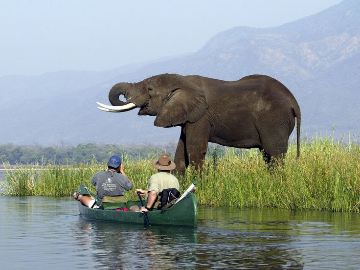 ½ Day guided Canoe Safari on Upper Zambezi